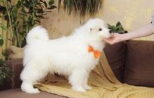 Handsome Samoyed Male Puppy For Sale Text us at ‪(908) 516-8653‬ Image eClassifieds4u 2