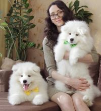 Beautiful Boy Samoyed Puppy For Sale Text us at (908) 516-8653‬) Image eClassifieds4u 2