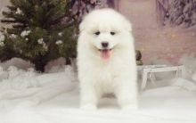 Beautiful Girl Samoyed Puppy For Sale Text us at (908) 516-8653‬) Image eClassifieds4u 2