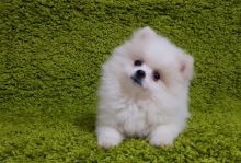 C.K.C MALE AND FEMALE POMERANIAN PUPPIES AVAILABLE Image eClassifieds4U