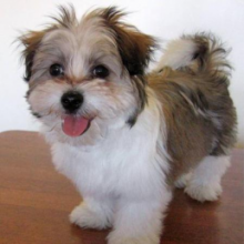 C.K.C MALE AND FEMALE SHIH TZU PUPPIES AVAILABLE Image eClassifieds4U