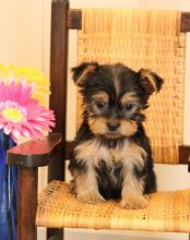 C.K.C MALE AND FEMALE YORKSHIRE TERRIER PUPPIES AVAILABLE Image eClassifieds4U