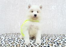 Sweet Samoyed Puppies For Sale Text us at (908) 516-8653‬ Image eClassifieds4U
