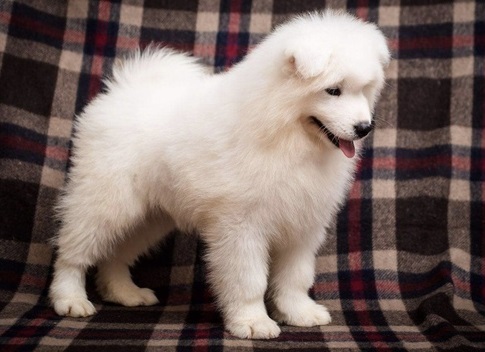 Pedigree Female Samoyed Puppy For Sale Text us at ‪(908) 516-8653‬ Image eClassifieds4u