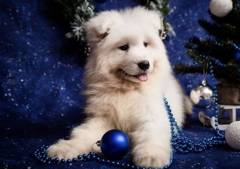 Pedigree Female Samoyed Puppy For Sale Text us at ‪(908) 516-8653‬ Image eClassifieds4u