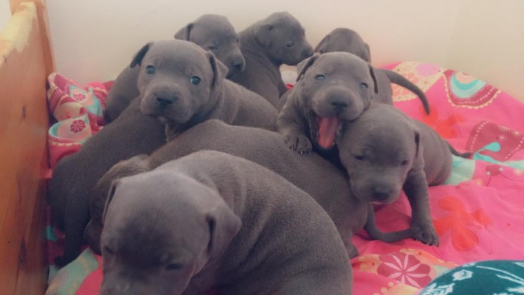 Staffordshire Bull Terrier Text us (908) 516-8653‬) Image eClassifieds4u