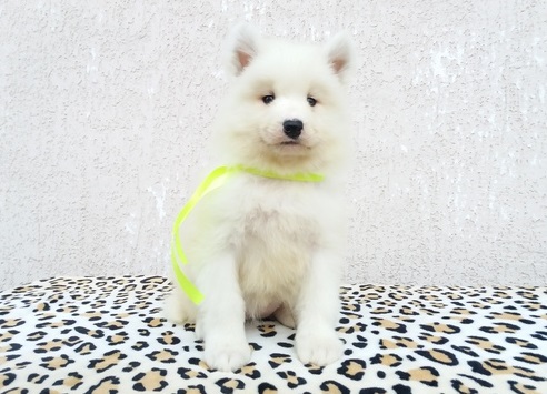 Sweet Samoyed Puppies For Sale Text us at (908) 516-8653‬ Image eClassifieds4u