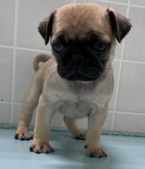 Very Well Socialized Pug Puppies Text us at (908) 516-8653‬) Image eClassifieds4u