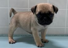 Very Well Socialized Pug Puppies Text us at (908) 516-8653‬)