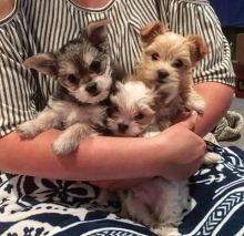 Adorable Morkie puppies waiting for their new and forever lovely home