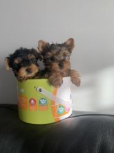 Adorable Yorkshire Terriers Puppies [shaneltinsley@gmail.com] or (951) 430-2313 FOR MORE DETAILS.