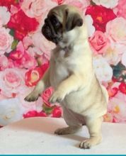 Fawn Amazing Pug Puppies For Sale Now Text us at (908) 516-8653‬)
