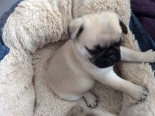 Fawn Baby Girl Pug Puppies For Sale Text us at ‪(908) 516-8653‬