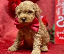 FEMALE and male Teacup Poodle for sale