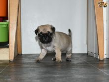 Playful Pug Puppies Text us at (908) 516-8653‬)