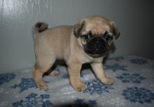 Pure Bread Fawn Pug Puppies Text us at (908) 516-8653‬)