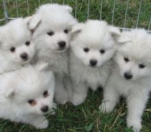 pure white color american eskimo dogs are now for sale