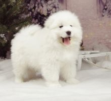 Raised Samoyed Puppy Text us at (908) 516-8653‬)