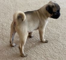 Super Friendly Pug Puppies Text us at (908) 516-8653‬)