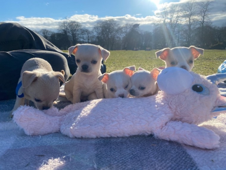 Beutifull Chihuahua Puppies for Rehoming...[shaneltinsley@gmail.com] Image eClassifieds4u