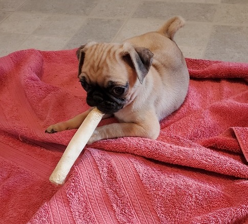 Fawn Amazing Pug Puppies For Sale Now Text us at (908) 516-8653‬) Image eClassifieds4u