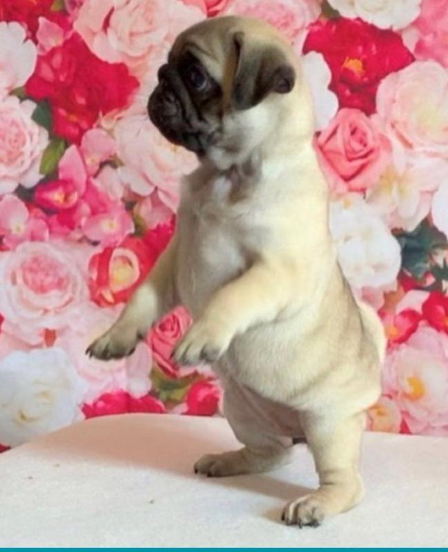 Fawn Amazing Pug Puppies For Sale Now Text us at (908) 516-8653‬) Image eClassifieds4u