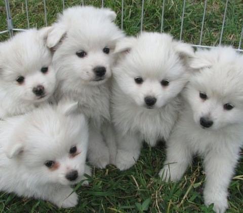 Female and male female american eskimo puppies for loving homes.please call or text (438) 815-2158 Image eClassifieds4u