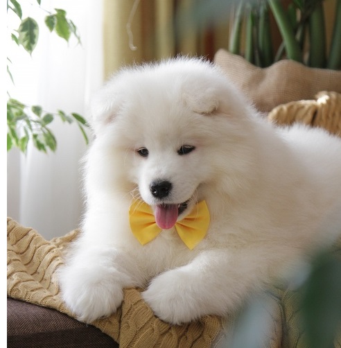 Health Guaranty Male and Female Samoyed Puppies For Sale Text us at (908) 516-8653‬) Image eClassifieds4u