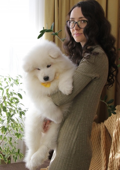 Health Guaranty Male and Female Samoyed Puppies For Sale Text us at (908) 516-8653‬) Image eClassifieds4u