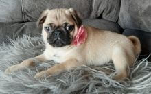 Fawn Baby Girl Pug Puppies For Sale Text us at ‪(908) 516-8653‬ Image eClassifieds4u 2