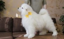 Health Guaranty Male and Female Samoyed Puppies For Sale Text us at (908) 516-8653‬) Image eClassifieds4u 3