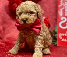 Lovely Poodle puppies going now Image eClassifieds4U