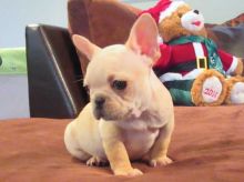 MALE AND FEMALE FRENCH BULLDOG PUPPIES AVAILABLE Image eClassifieds4u 2