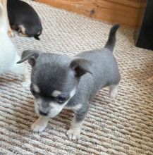 Two Healthy Chihuahua Puppies Available..[shaneltinsley@gmail.com] or (951) 430-2313 Image eClassifieds4u 2