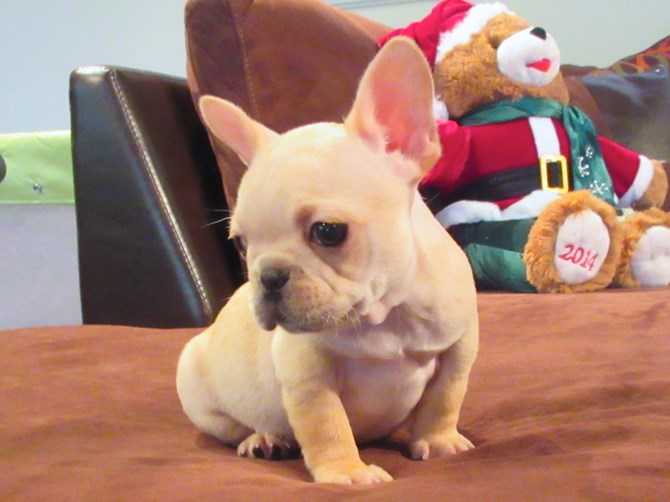 MALE AND FEMALE FRENCH BULLDOG PUPPIES AVAILABLE Image eClassifieds4u
