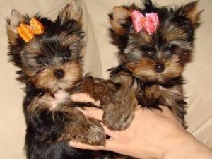 male and female yorkie puppies contact us at karenjason915@gmail.com Image eClassifieds4u