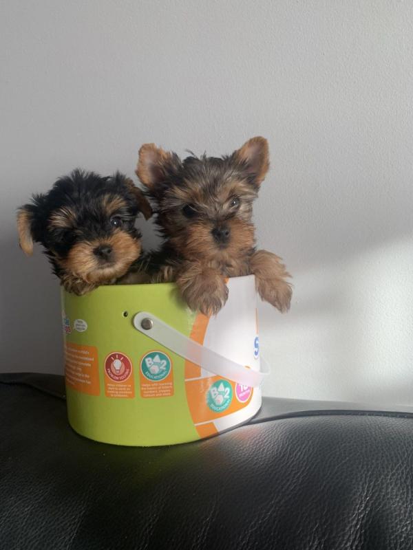 Out Standing Yorkshire Terriers Puppies Available..[shaneltinsley@gmail.com] or (951) 430-2313 Image eClassifieds4u