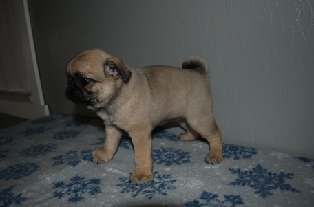 Pure Bread Fawn Pug Puppies Text us at (908) 516-8653‬) Image eClassifieds4u