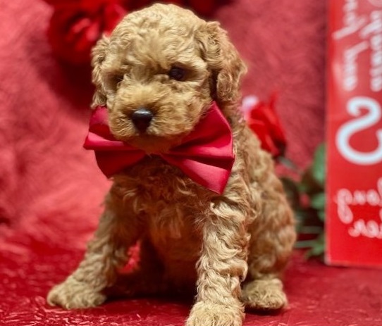 Quality Male and Female Teacup Poodle Puppies For Sale Image eClassifieds4u