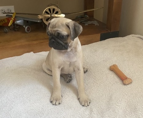Super Friendly Pug Puppies Text us at (908) 516-8653‬) Image eClassifieds4u