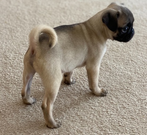 Super Friendly Pug Puppies Text us at (908) 516-8653‬) Image eClassifieds4u