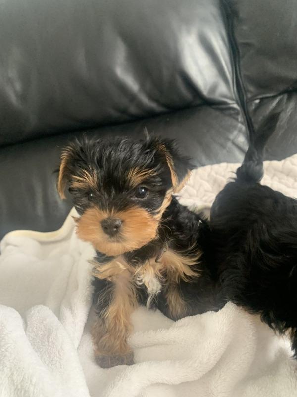 Teacup Yorkie Puppy for Adoption [shaneltinsley@gmail.com] or (951) 430-2313 FOR MORE DETAILS. Image eClassifieds4u