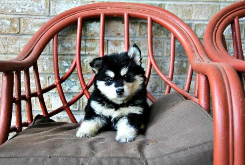 Cute and Super Lovely Pomsky Puppies Image eClassifieds4u