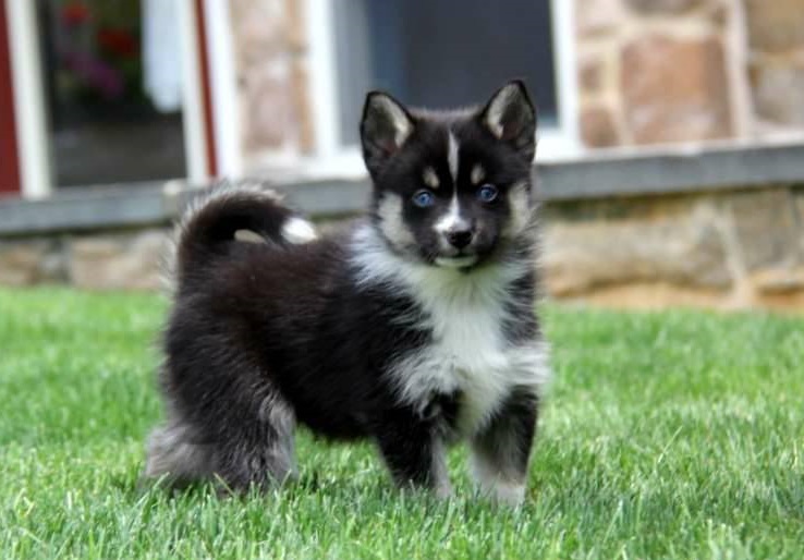 @$q#t$q Cute and Super Lovely Pomsky Puppies $$$$TTYU7 Image eClassifieds4u