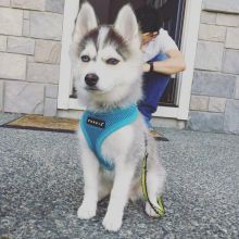 Cute and Super Lovely Pomsky Puppies