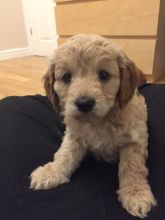 12 weeks old Cavapoo puppies for sale karenjason915@gmail.com