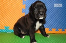 Adorable Boxer puppies for adoption