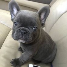 Adorable French Bulldog Puppies