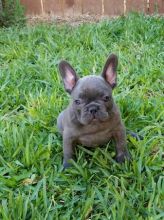 Adorable French Bulldog Puppies