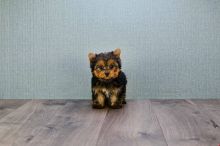 Affectionate Teacup Yorkie Puppies For New Homes